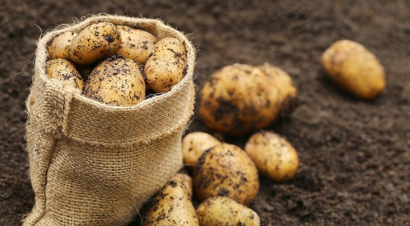 <br />
Благоприятные дни для посадки картофеля в апреле — мае 2021 года                