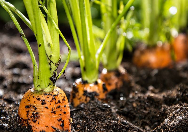 <br />
Благоприятные дни для посадки моркови в апреле 2021 года по Лунному календарю                