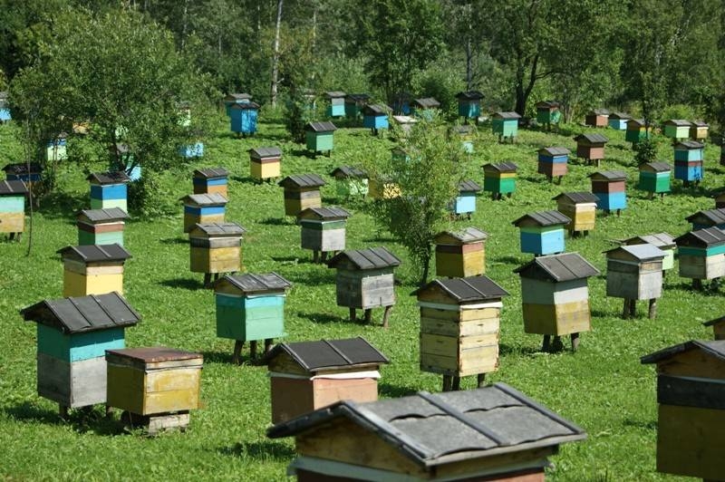 <br />
Как пчелы на Пудов день 28 апреля помогали определить хорошего человека                
