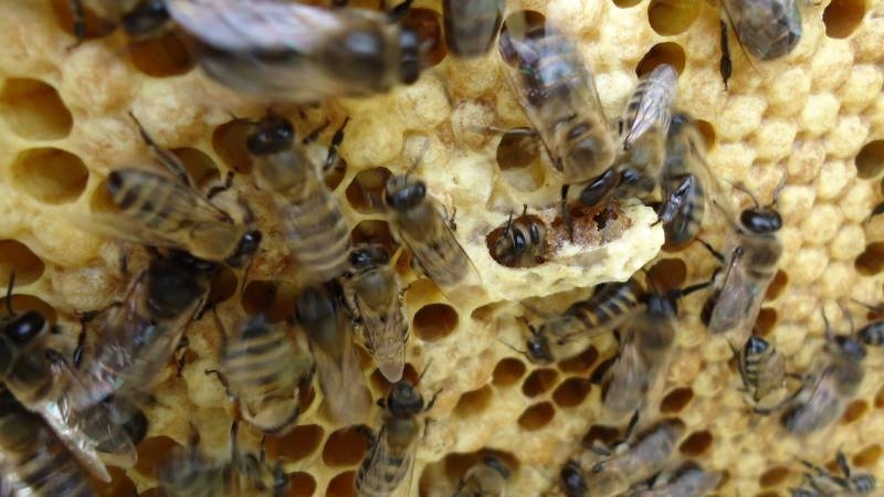 <br />
Как появились радиоактивные вещества в меду американских пчел                