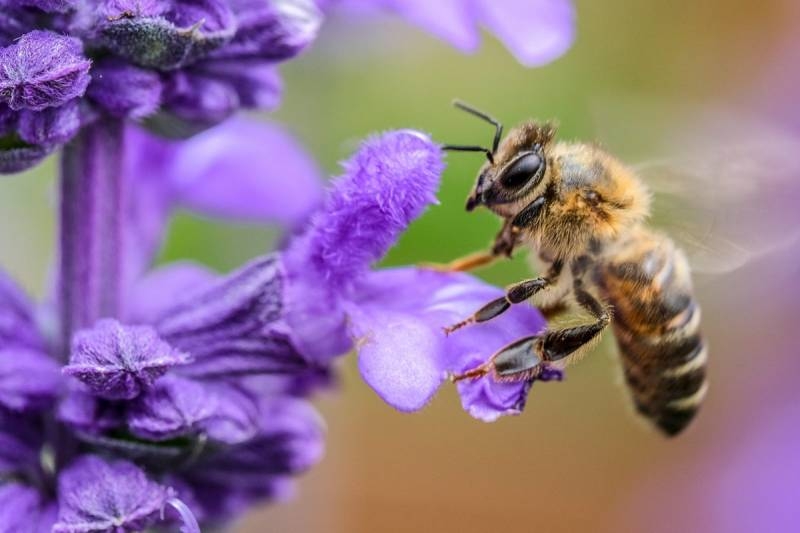<br />
Как появились радиоактивные вещества в меду американских пчел                