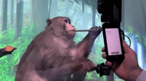<br />
Маск показал обезьяну, играющую в видеоигру силой мысли                