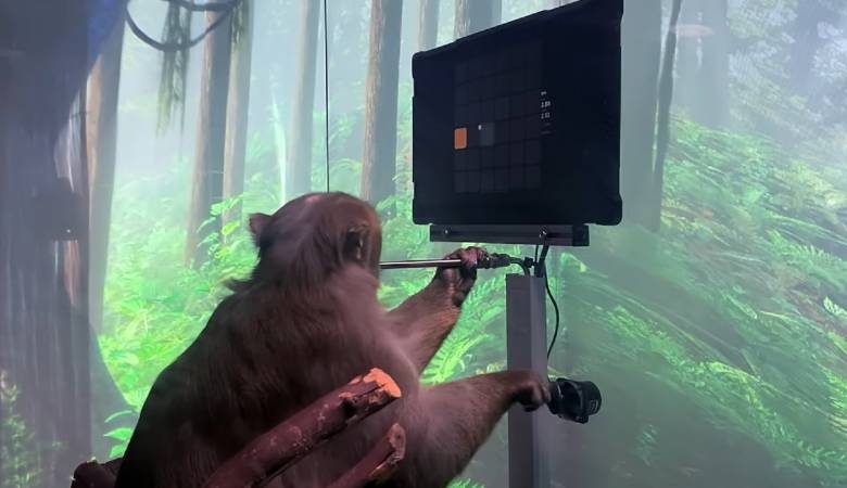 <br />
Маск показал обезьяну, играющую в видеоигру силой мысли                