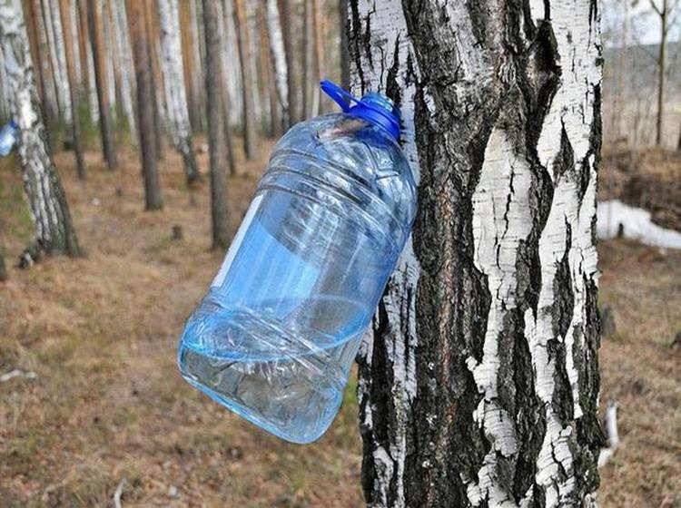 <br />
Полезен ли березовый сок, и как его собирать, не причиняя вреда деревьям                