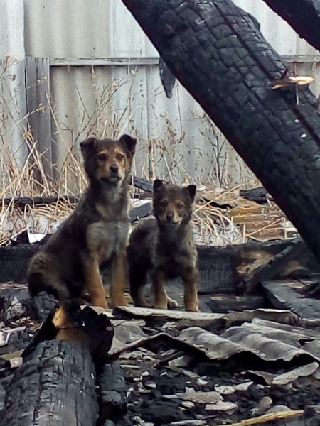 «Собака бывает кусачей»: в Челябинске растут стаи бездомных животных