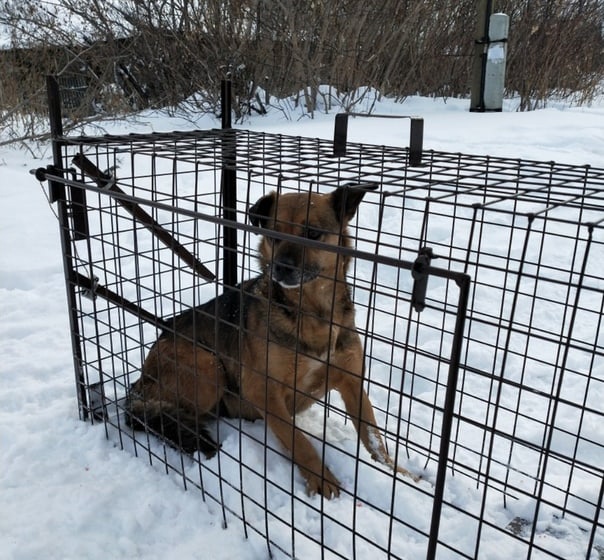 «Собака бывает кусачей»: в Челябинске растут стаи бездомных животных