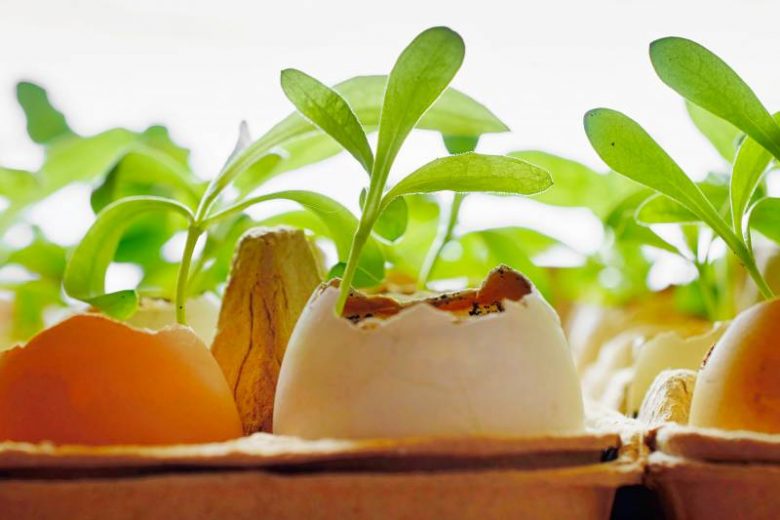 <br />
Удобрение яичной скорлупой: семь растений, которые это любят                