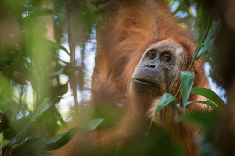 <br />
Уже через несколько лет орангутанов Тапанули можно будет увидеть только на картинках                