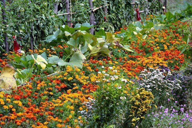 <br />
Записки огородника: какие растения можно садить на соседних грядках, а какие не уживутся рядом                