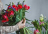 Почему тюльпаны так любимы и популярны?