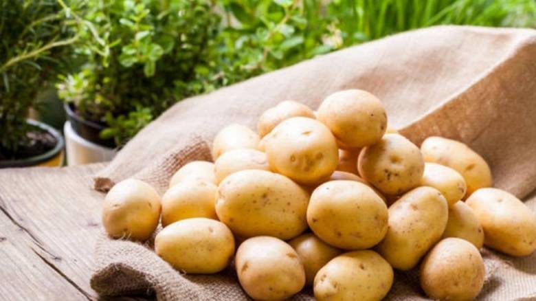 <br />
Чем опасен молодой картофель, и кому от него лучше отказаться                