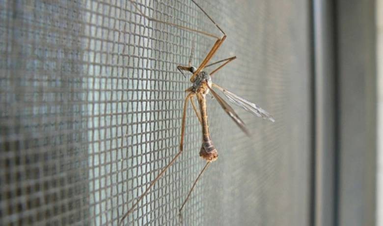 <br />
Как избавиться от комаров в квартире: народные средства                