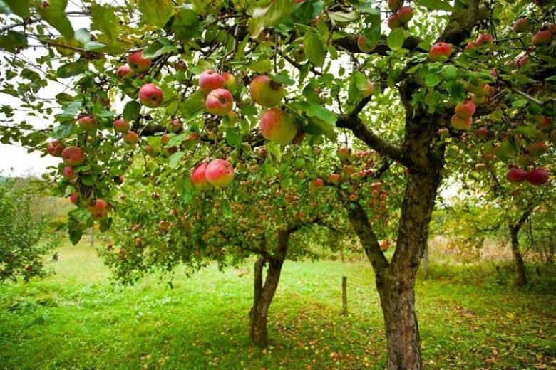 <br />
Как повысить урожайность яблони при помощи правильной подкормки                