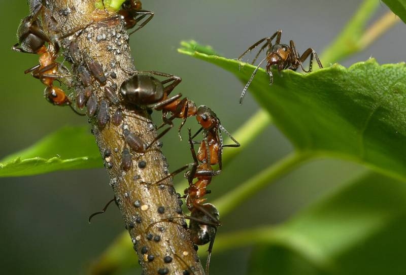 <br />
Как «выгнать» муравьев из теплицы и «отбить» охоту возвращаться                
