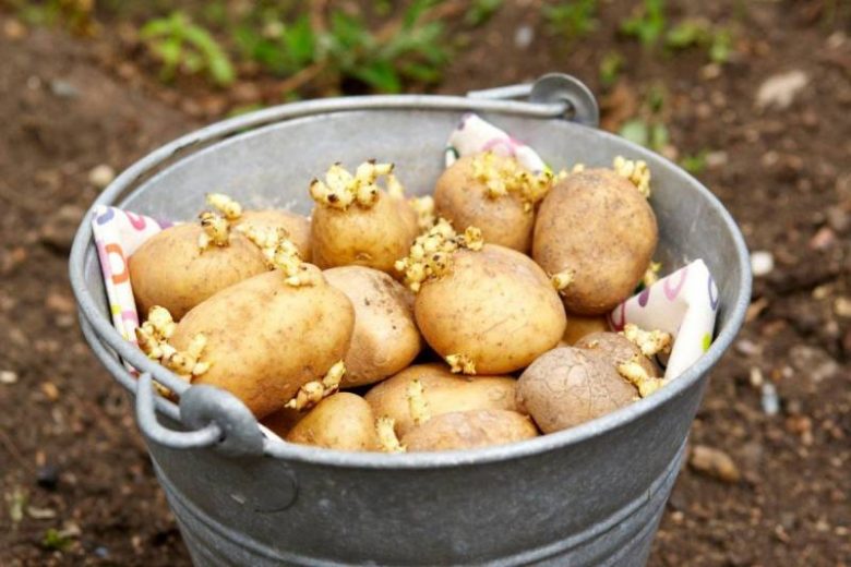 <br />
Когда можно сажать картофель в мае 2021 года, благоприятные сроки                