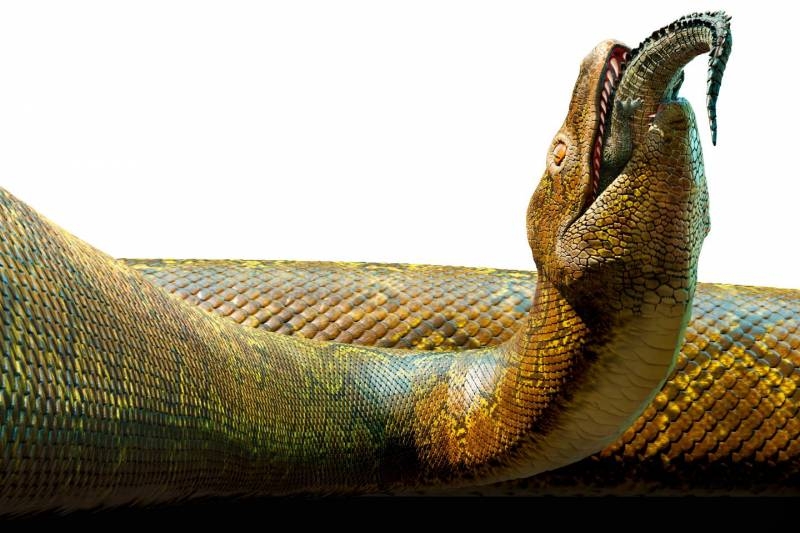 <br />
Королеву Титанобоа»сместили»с трона: кем оказалась гигантская змея                