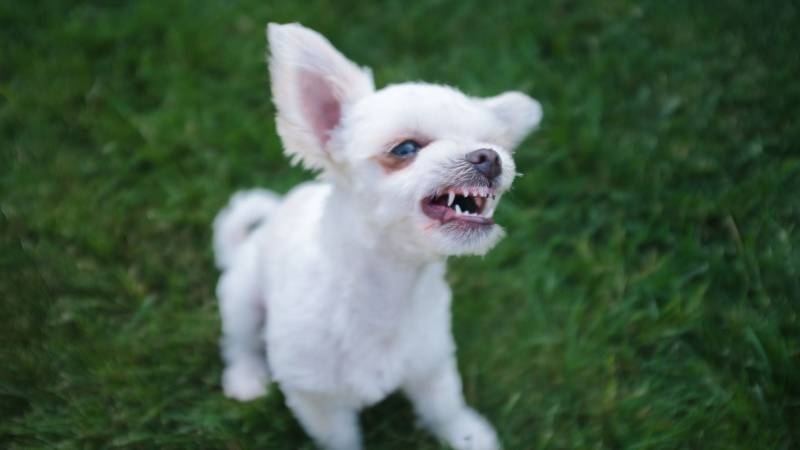 <br />
Почему собаки бывают «кусачими», выяснили учёные из Финляндии                