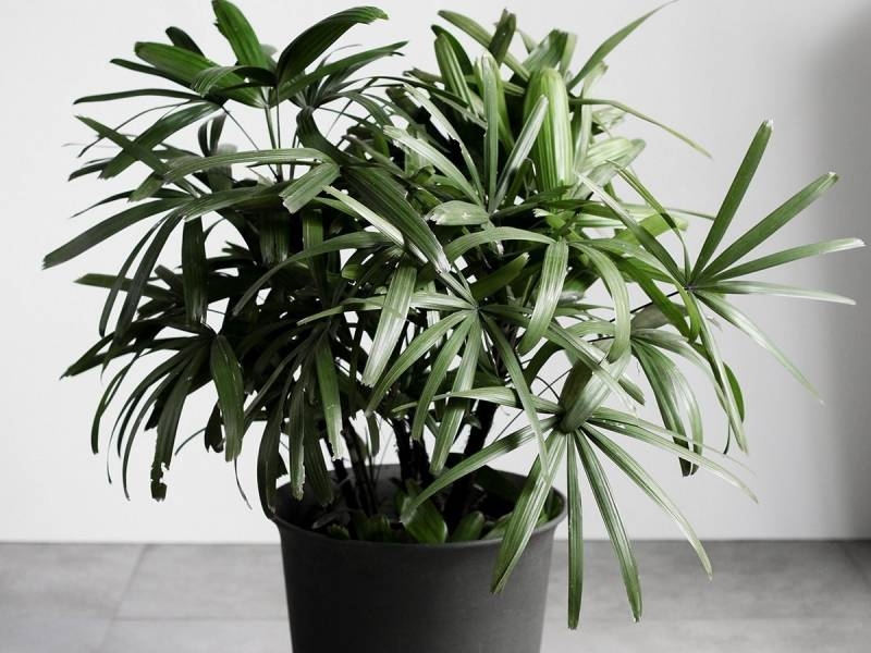<br />
Растения, увлажняющие воздух в квартире                