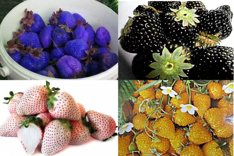 <br />
«Синий, желтый, голубой, выбирай себе любой»: необычные овощи и фрукты, которые уже можно найти на прилавках                