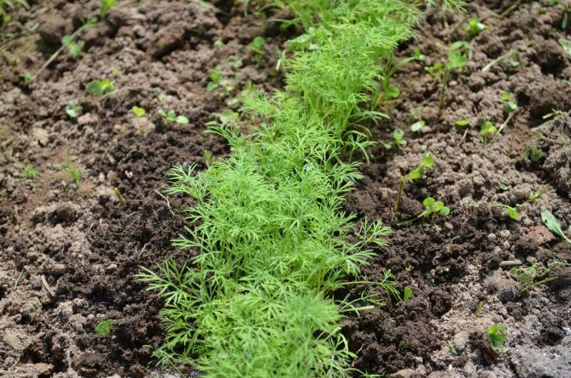 <br />
Советы опытных садоводов помогут вырастить сочную зелень укропа без зонтиков                