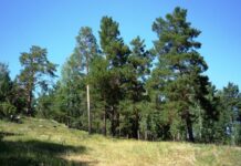 Суд отменил запрет на строительство детской больницы в челябинском бору