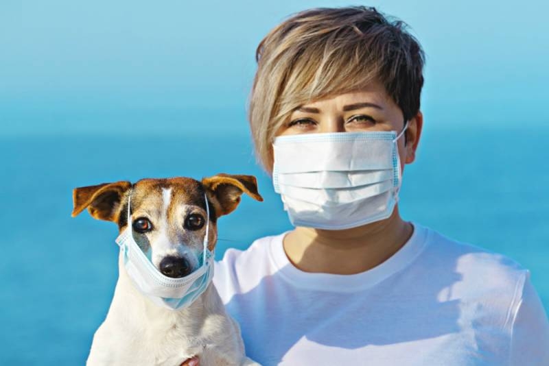<br />
Вакцинация животных от коронавируса: стоит ли делать прививку от COVID-19 кошкам и собакам                