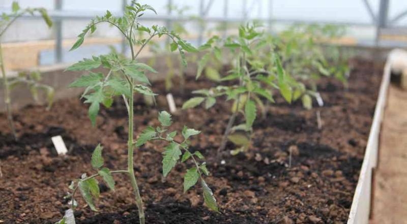 <br />
Время наступило: высаживаем рассаду помидоров в открытый грунт                