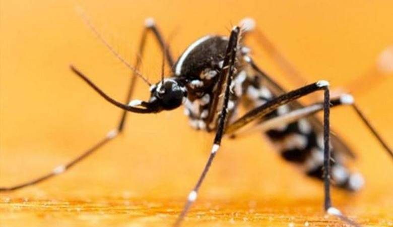 <br />
Азиатский тигровый комар обнаружен в России                