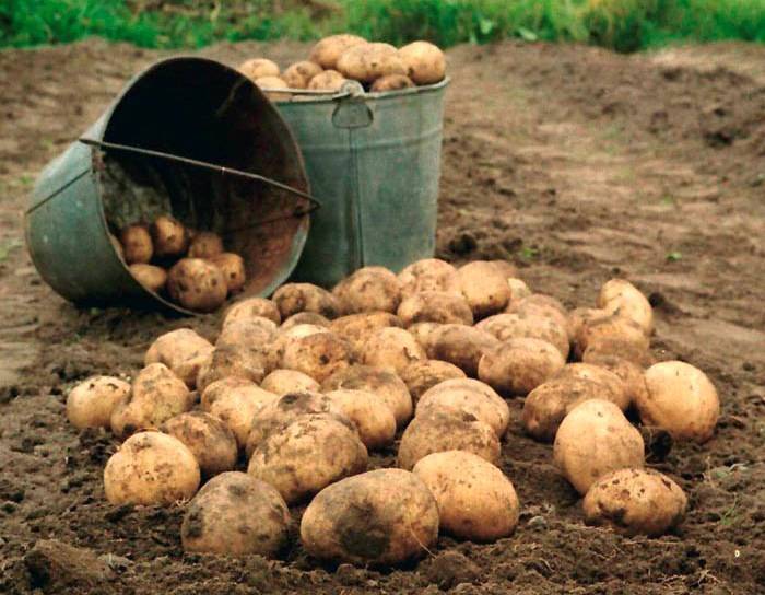 <br />
Дела огородника: получаем большой урожай картофеля с одного куста                