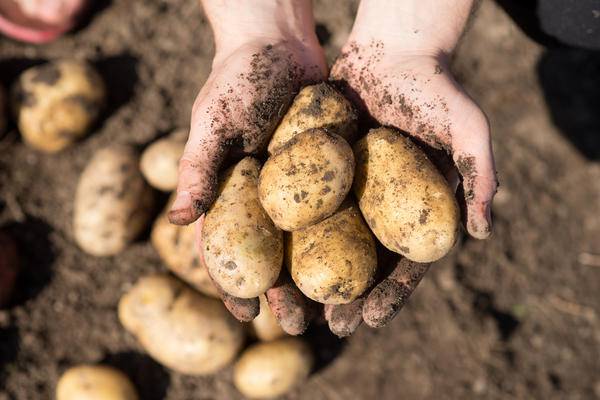 <br />
Дела огородника: получаем большой урожай картофеля с одного куста                