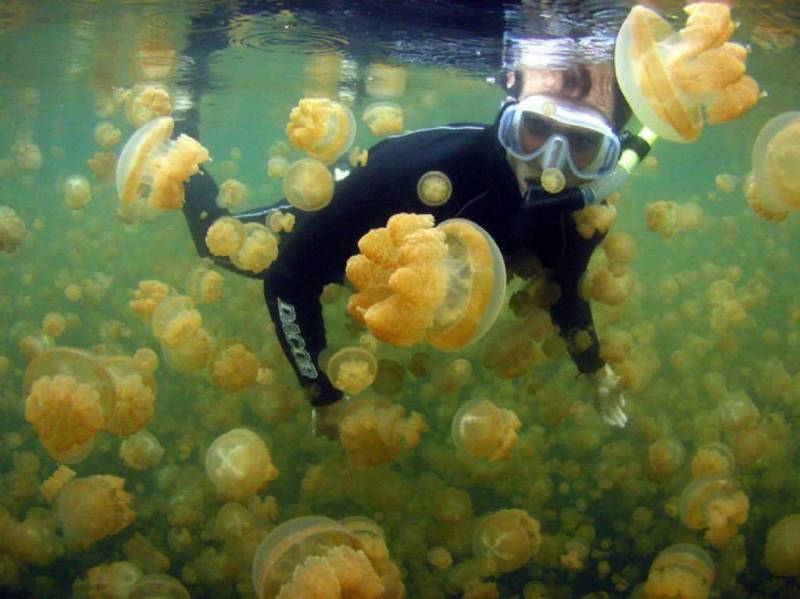 <br />
Если не можем победить, можем съесть: медуз Азовского моря предложили использовать в пищу                