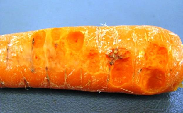 <br />
Как бороться с вредителями моркови, не используя химикаты                