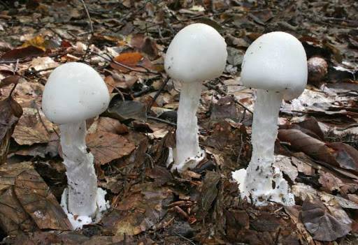 <br />
Как по внешнему виду отличить несъедобный гриб от съедобного                