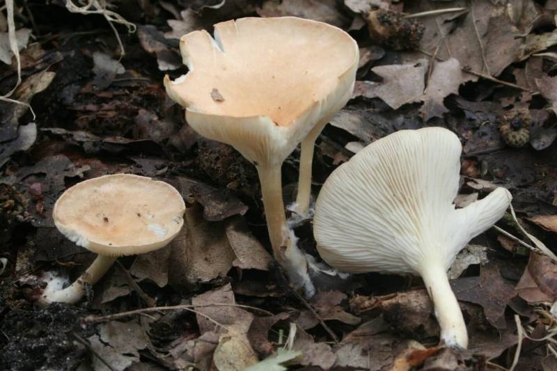 <br />
Как по внешнему виду отличить несъедобный гриб от съедобного                