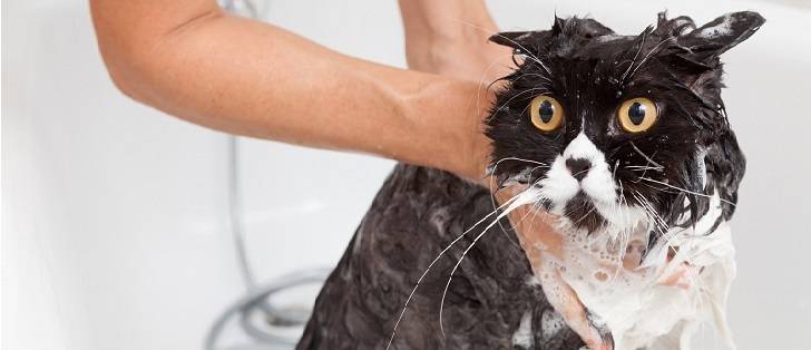 <br />
Как правильно, без стресса помыть кота в домашних условиях                