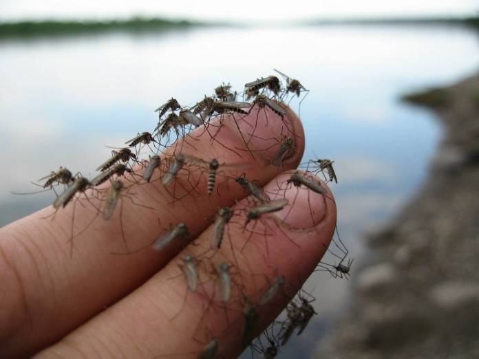 <br />
Как защитить себя и своих близких от нашествия комаров в летний период                