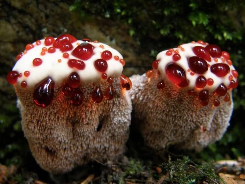 <br />
Мечта любителя «тихой охоты»: самые необычные грибы мира                