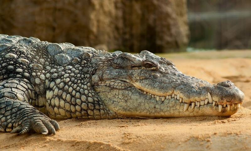 <br />
От целебной мази из сердец крокодилов до Виагры: худшие методы борьбы с импотенцией в истории                