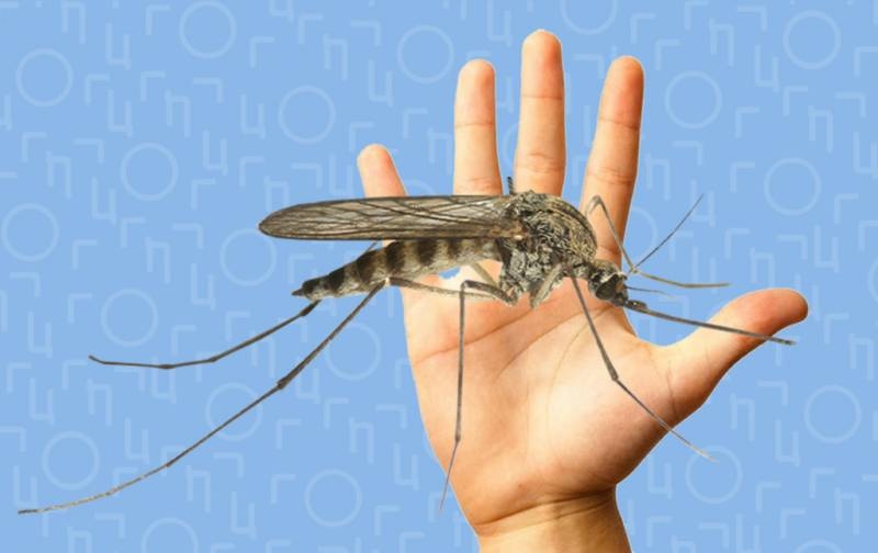 <br />
По каким «критериям» комары выбирают своих «жертв» в летний период                