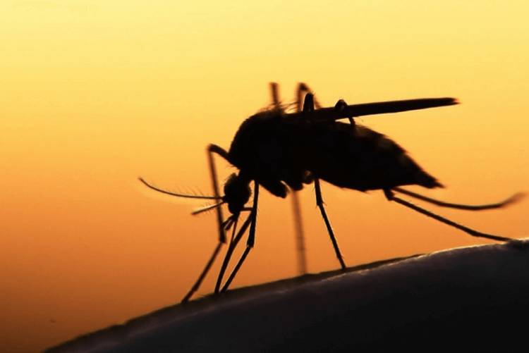 <br />
По каким «критериям» комары выбирают своих «жертв» в летний период                