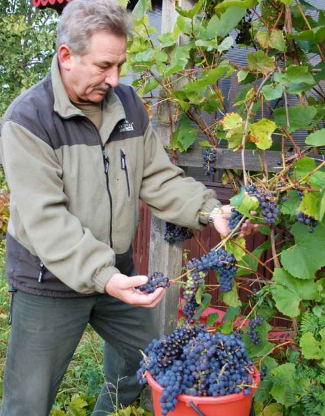 Почему в России запрещено выращивать виноград сорта «изабелла»