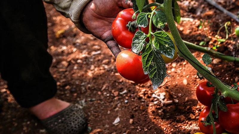 <br />
«Похвалить капусту или рассказать анекдот помидорам»: как увеличить урожай, разговаривая с растениями                