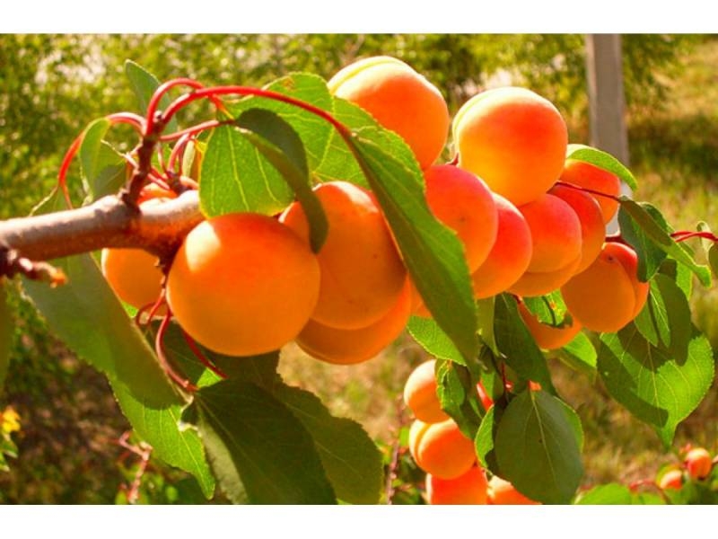 <br />
Полезные свойства абрикоса для человеческого организма                