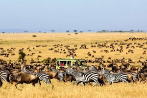 <br />
Сафари в Танзании гарантирует незабываемые впечатления от отдыха в нетронутых цивилизацией местах                