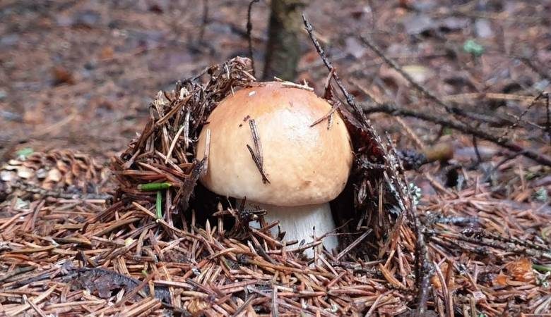 <br />
Сезон «тихой охоты» открыт: какие грибы сейчас собирают в Подмосковье в июне 2021 года                