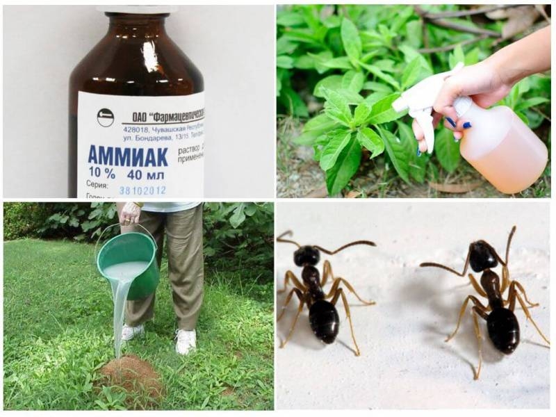 <br />
Спасаем огород: как применять нашатырный спирт от муравьев                