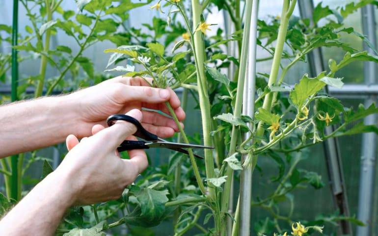 <br />
Тонкости пасынкования томатов: как обламывать помидоры для увеличения урожая                