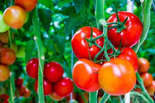 <br />
Тонкости пасынкования томатов: как обламывать помидоры для увеличения урожая                
