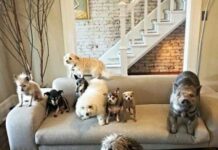 Собака в доме: можно ли ужиться с песиком в одной квартире?