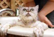 Как искупать кошку?